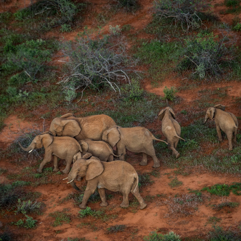 Elephants at Lewa by Ami Vitale