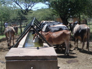 Cows at a trough on Lewa