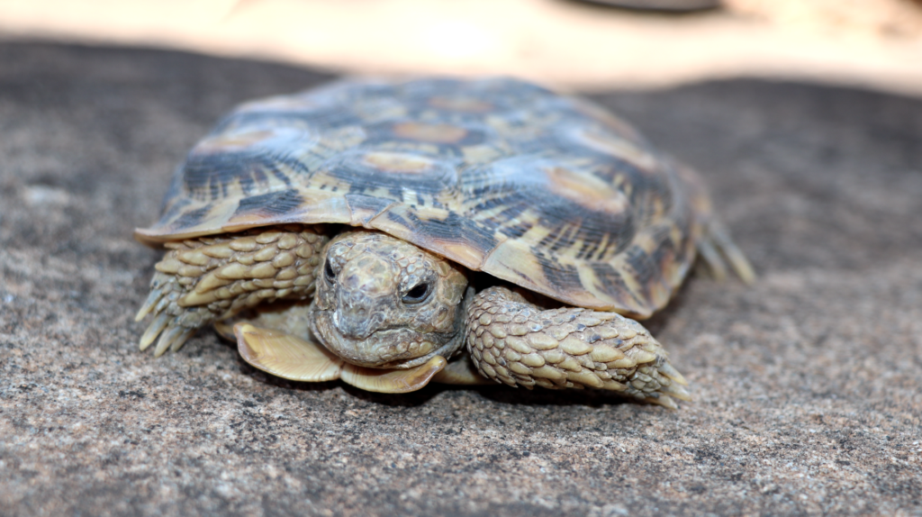 Critically Endangered Pancake Tortoise Discovered on Lewa Lewa