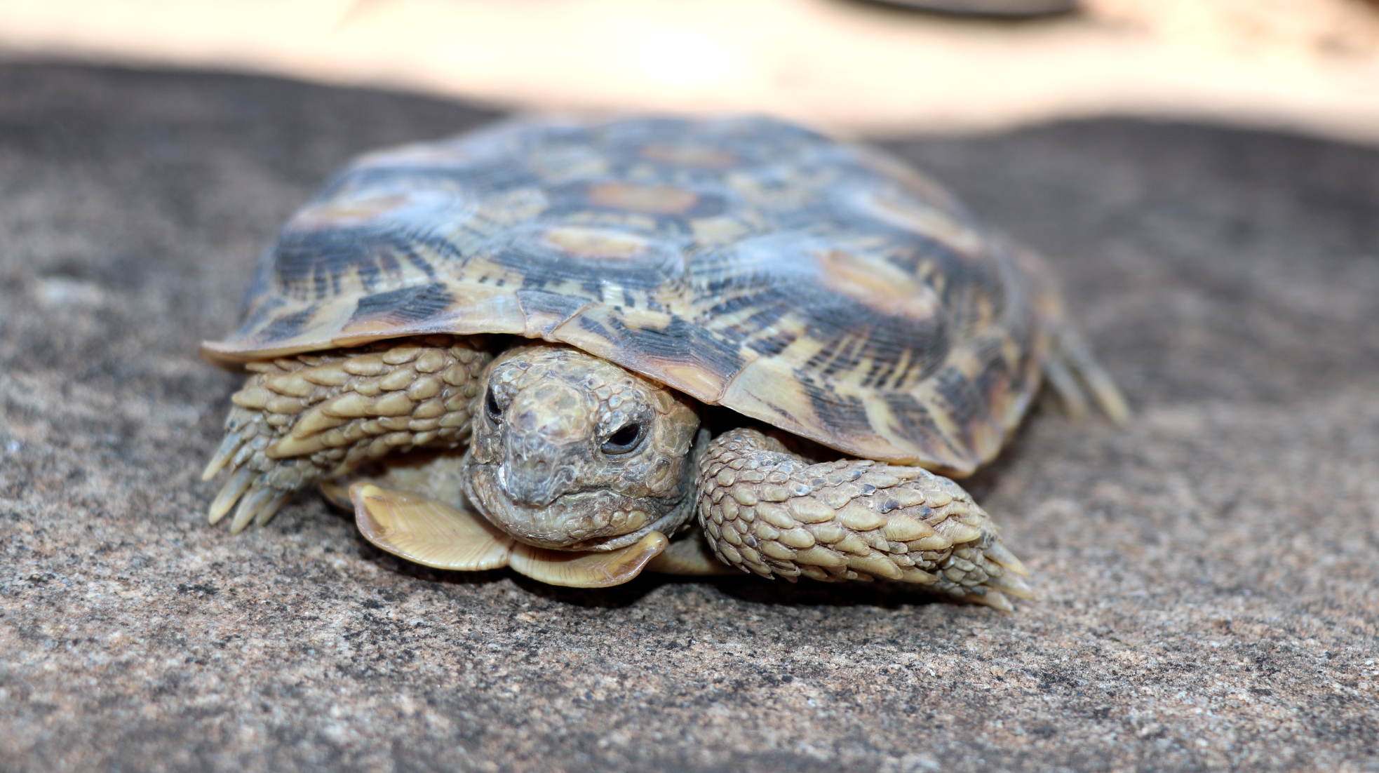 Critically Endangered Pancake Tortoise Discovered on Lewa
