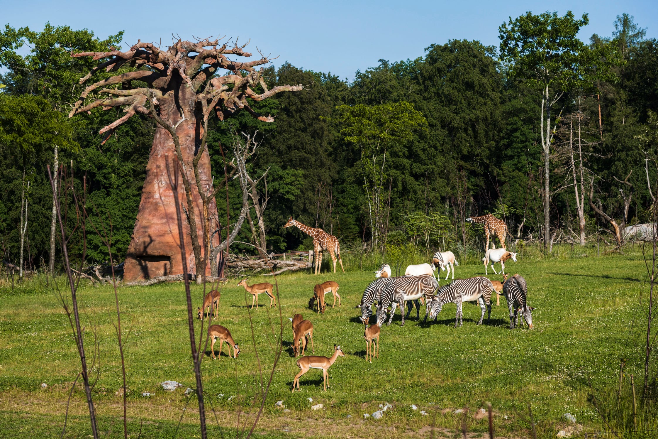 Celebrating Two Years of The Lewa Savanna Exhibit at Zoo Zurich!