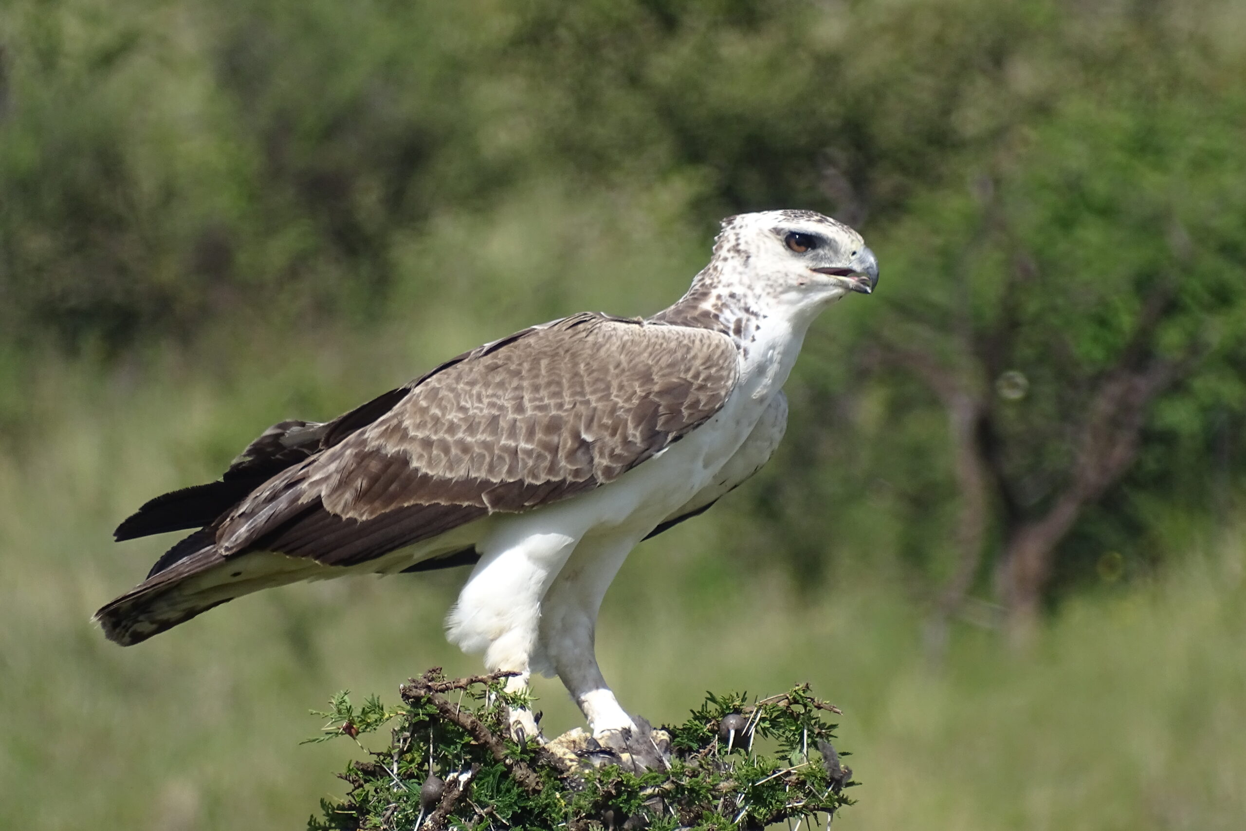 Race to Save the Magnificent Martial Eagle