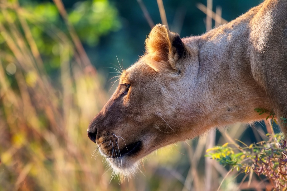 How Lewa Is Using Technology To Conserve Lions #WorldLionDay(Photos)