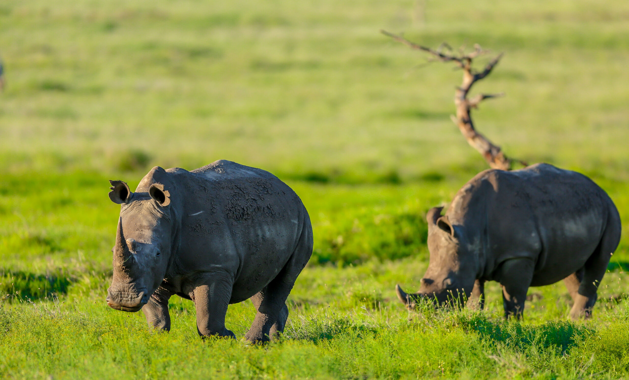 African Rhino Numbers on the Rise Despite Poaching Threats – IUCN