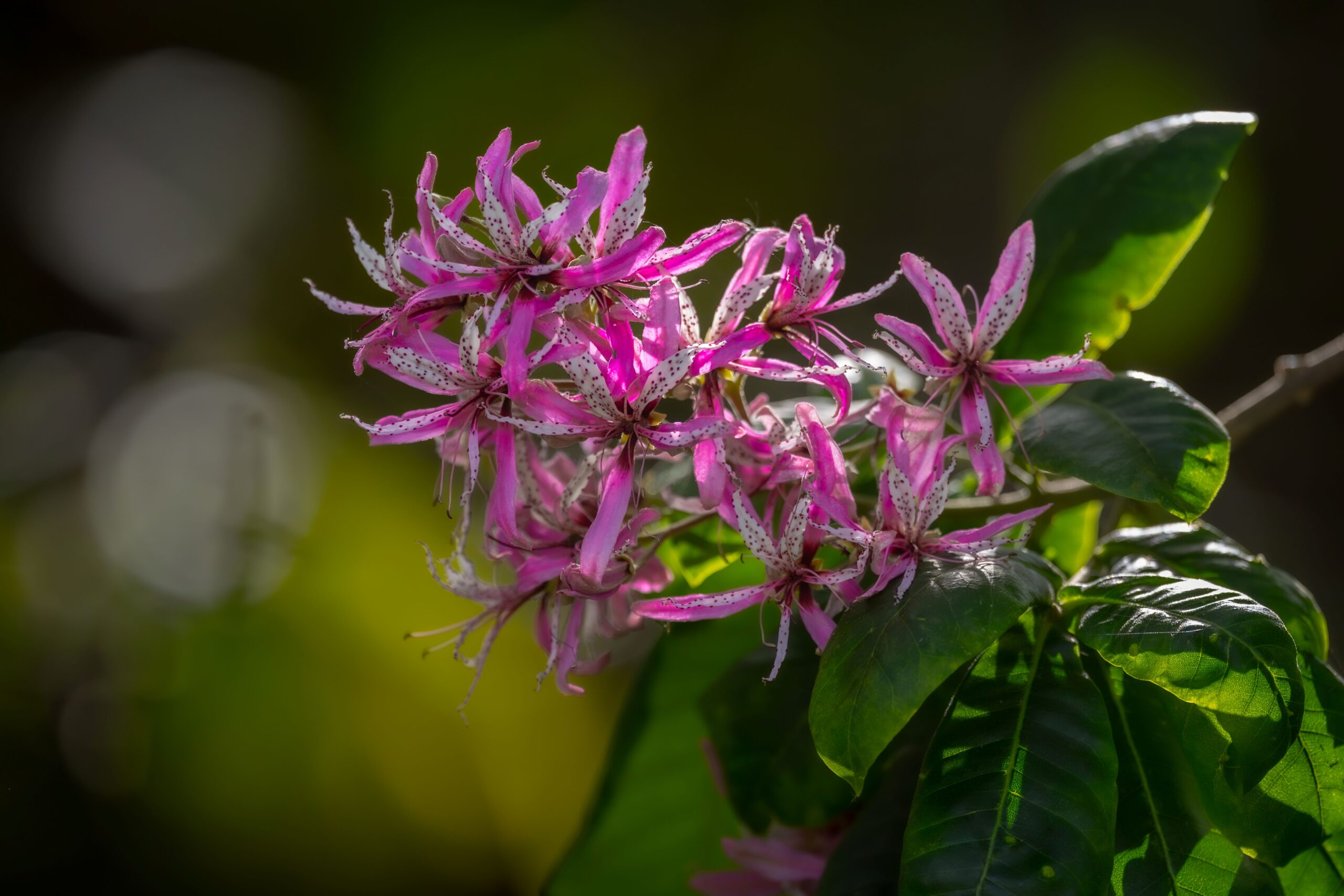 World Wildlife Day: How Protecting Plants Sustains Wildlife at Lewa